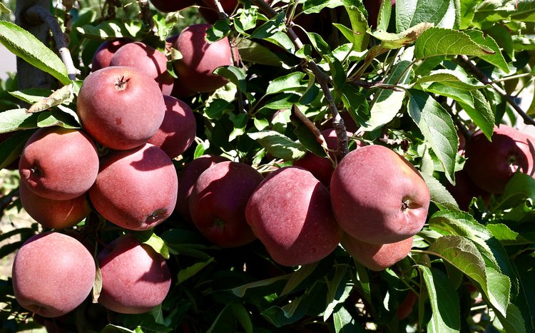 Баксанский район — место работы самых успешных садоводов Кабардино-Балкарии - фото