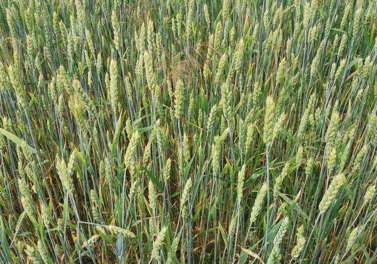 Какие приоритеты обозначены в селекции сибирских сортов пшеницы - фото