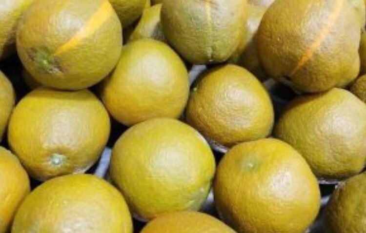 Темные апельсины начал поставлять Китай в Россию 