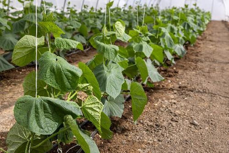Снова преодолеть планку в 1 млн тонн грунтовых овощей намерены хозяйства Волгоградской области