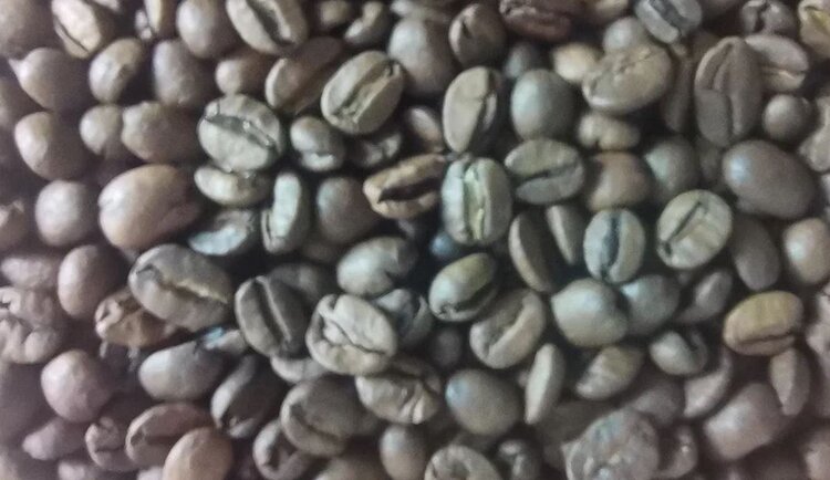 Гриб с генами, позволяющими переносить признаки других патогенных видов, угрожает урожаю кофе