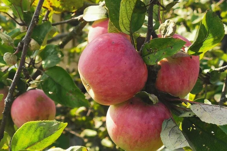 Яблонная плодожорка как примета глобального потепления