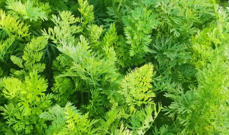 Как привлечь пчел к цветам семенной моркови - фото