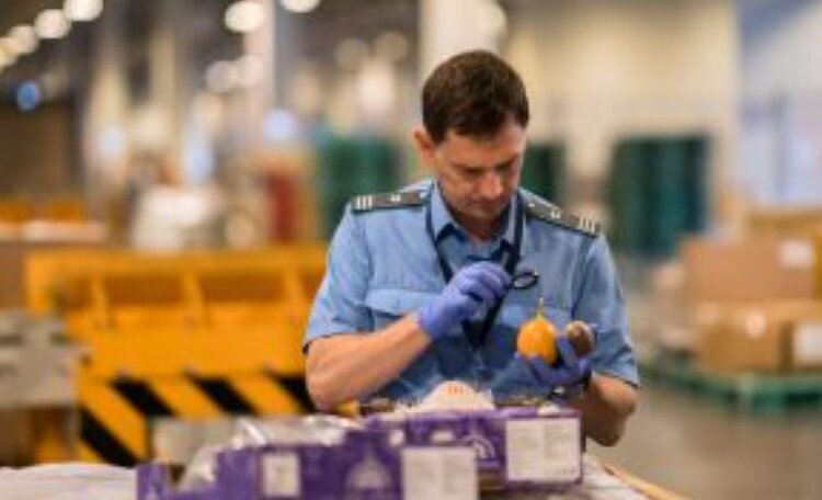 Россияне стали есть больше фруктов, ягод и орехов: аналитика Россельхознадзора