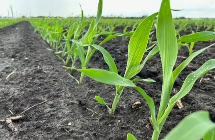 Ген дикого предка кукурузы кардинально меняет правила азотной игры