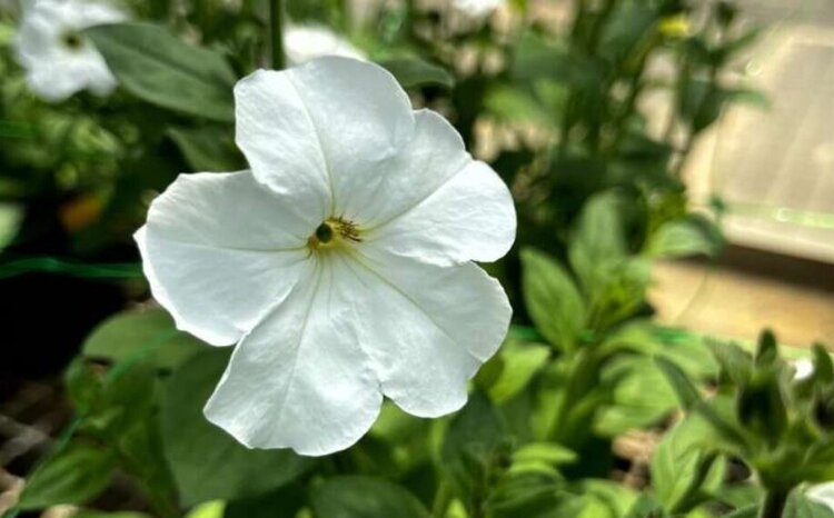 Потрясающе ароматные петунии и суперполезный салат создали ученые точным редактированием генов