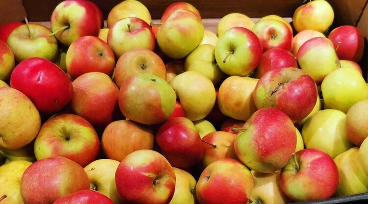 Местные яблоки – это защитники климата и здоровья: экологический выбор