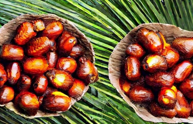 Импорт пальмового масла Индией демонстрирует рекордный рост с увеличением на 51%