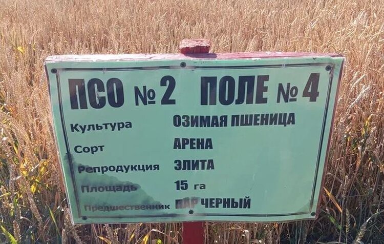 Более 95%. Аграрии ДНР отдают предпочтение отечественной селекции - фото