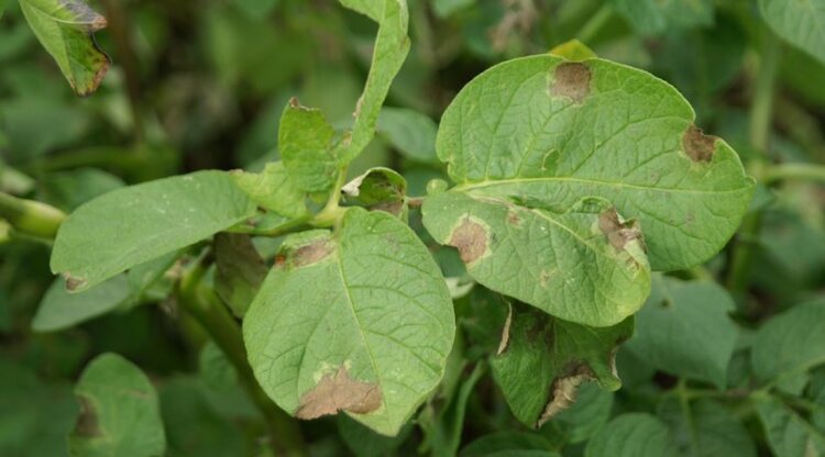 После 14 обработок картофеля от фитофторы за сезон в Швейцарии запустили нацмониторинг возбудителя - фото