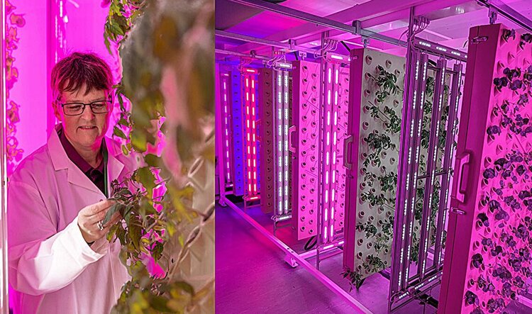 ИИ для мониторинга использования света растениями позволяет экономить электроэнергию вертикальных ферм - фото