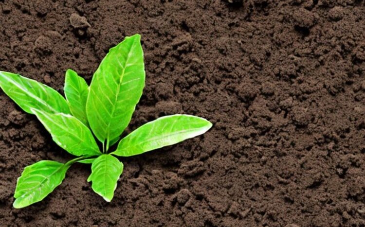 Выращивание биостимуляторов для растений на навозе - фото