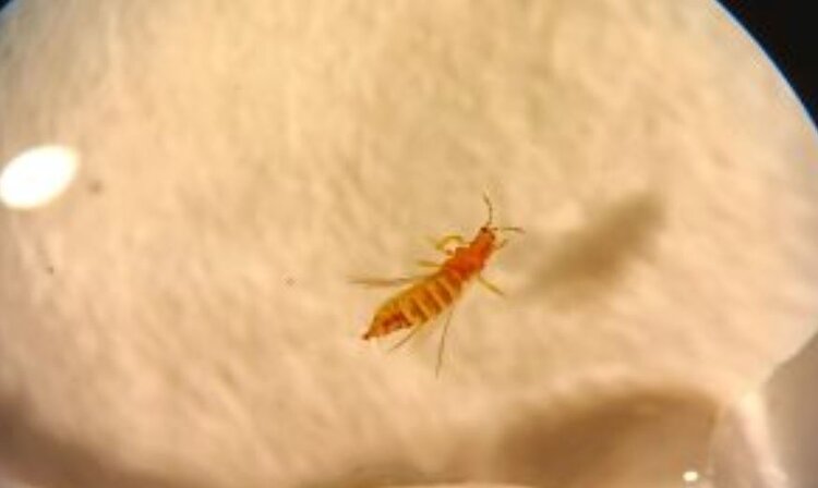 Западный цветочный трипс — частый гость в импортных цветах - фото