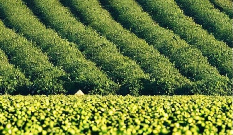 ЕвроХим запустил продуктовые сайты для аграриев в странах Азии