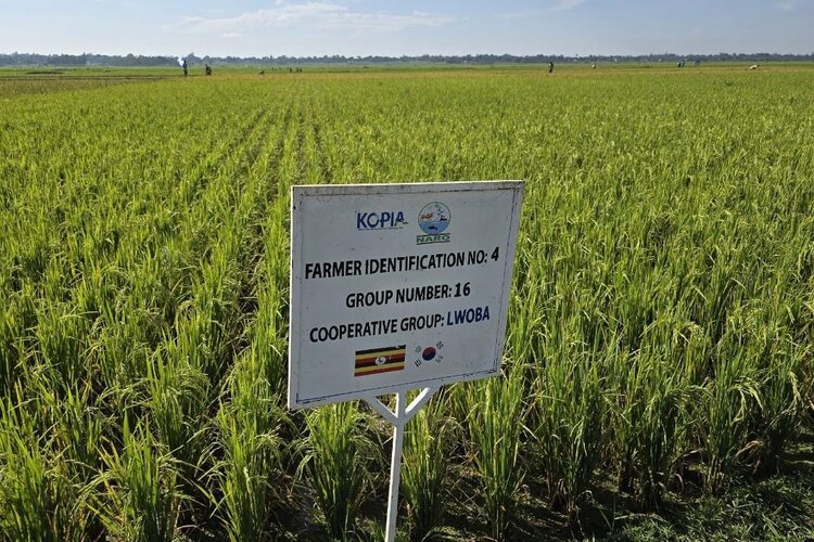 Африканские страны наращивают производства риса в рамках инициативы Южной Кореи K-Ricebelt - фото