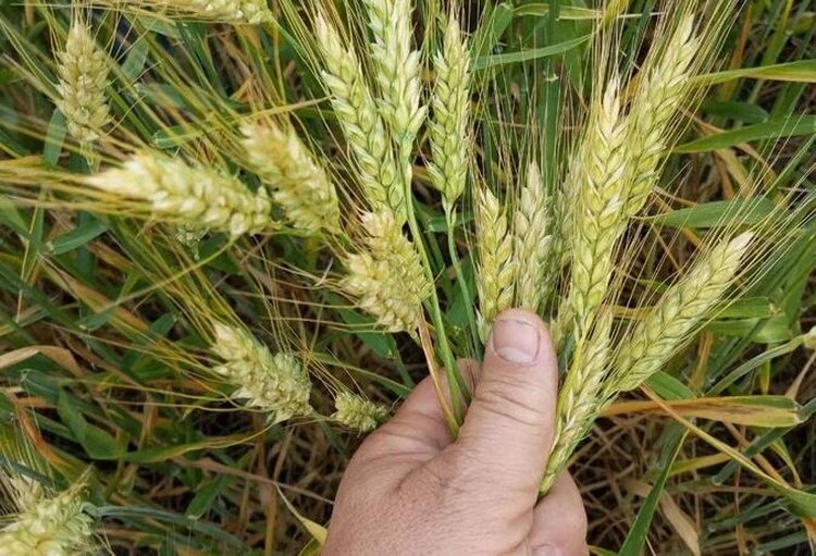 В ЛНР в 2025 году выросло качество семян и площадь обрабатываемых сельхозземель  - фото