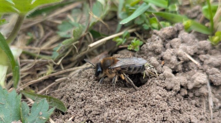 Дикие земляные пчелы – гаранты опыления сельхозкультур: их подсчитают агродроны - фото