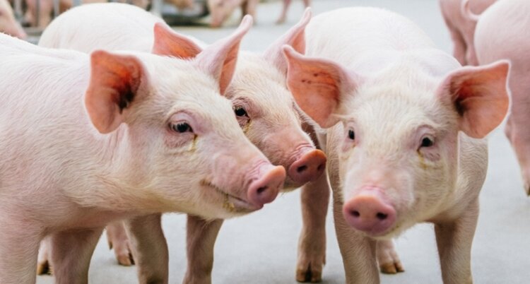 Генеральное распоряжение о дружественном отношении к свиньям в промышленных фермах вступает в силу. В Нидерландах - фото