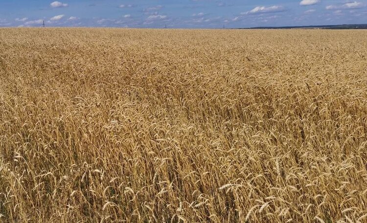 В ускоренной селекции сельхозкультур поучаствует Газпром: цифровое фенотипирование развивает агронаука