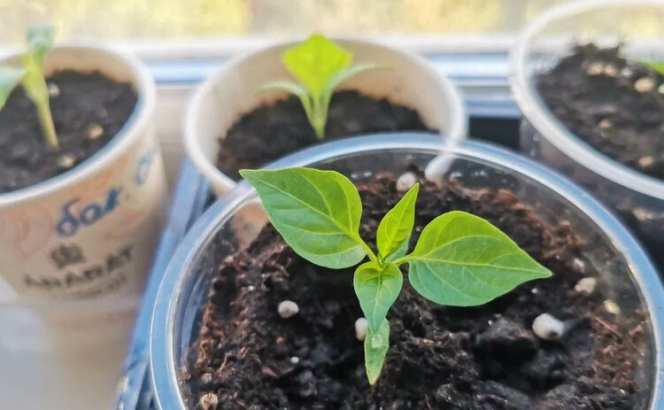 Почему желтеют листья у рассады перца: ставим диагноз как профи - фото