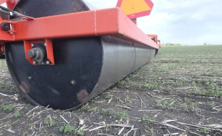 Когда лучше прикатывать сою - фото