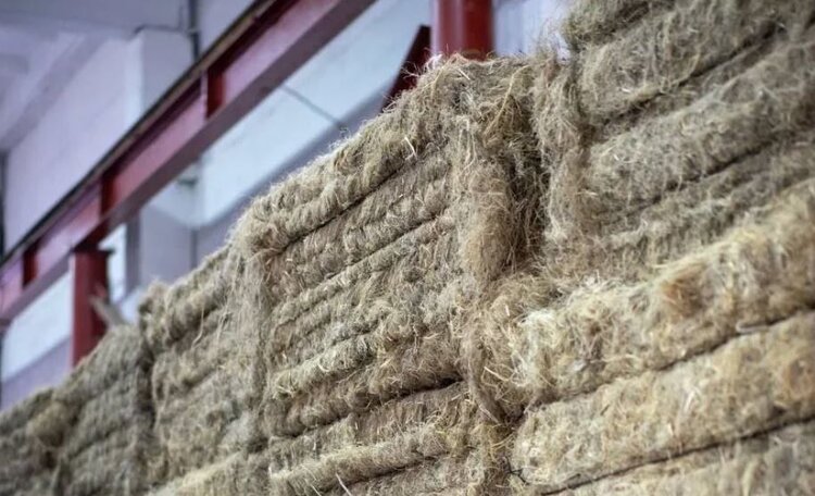 Коноплеводство «Авилата»: свои семена и успешный агроэкспорт - фото