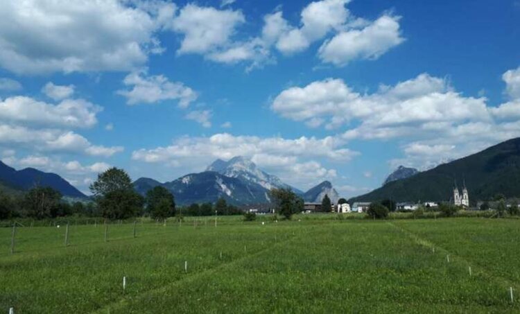 Дисбаланс удобрений может вдвое сократить количество полезных микоризных грибов в почве - фото