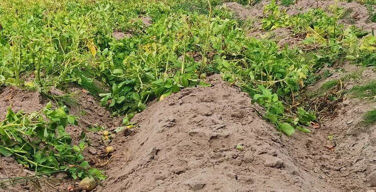 На борьбу с фитофторозом картофеля выходят грибы - фото