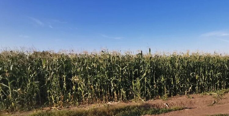 Производителям кукурузы проблем с афлотоксином прибавит коричнево-мраморный клоп - фото