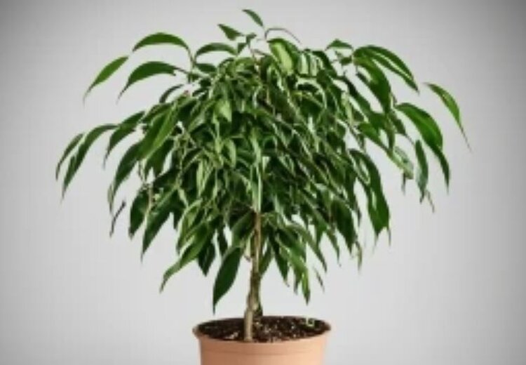 Подкормка фикуса весной по месяцам: что сделает его красивым и здоровым - фото