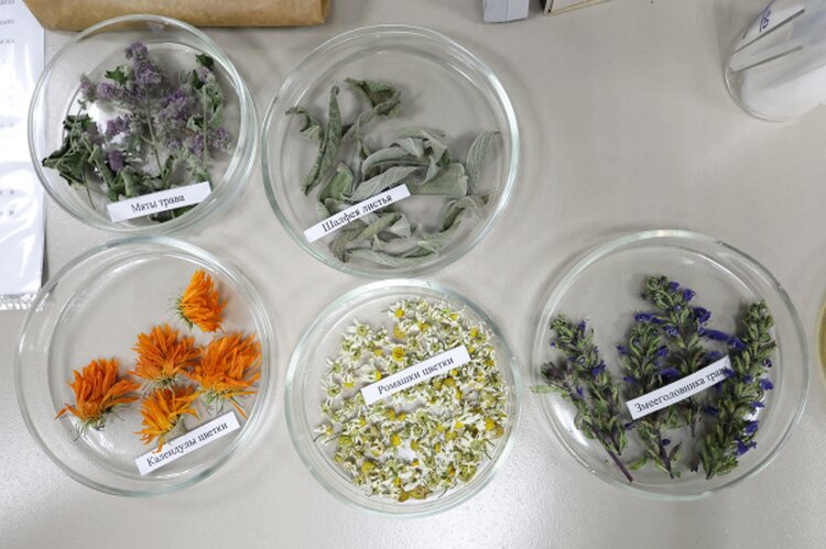 Бурятская ГСХА стала основой республиканского кластера лекарственного растениеводства - фото