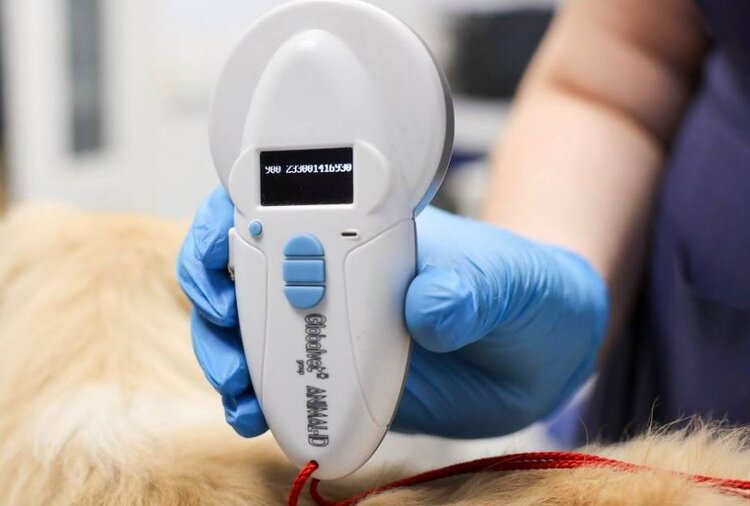 Владельцы собак в Подмосковье спешат чипировать питомцев: какие штрафы грозят за неучет собаки