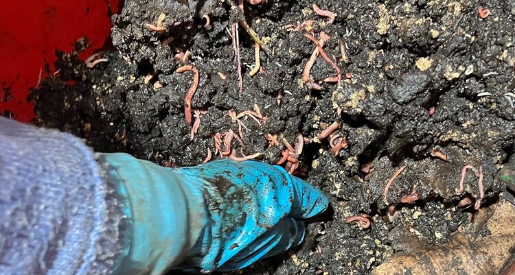 Старатели вермикомпоста появились в Россельхозцентре Тверской области