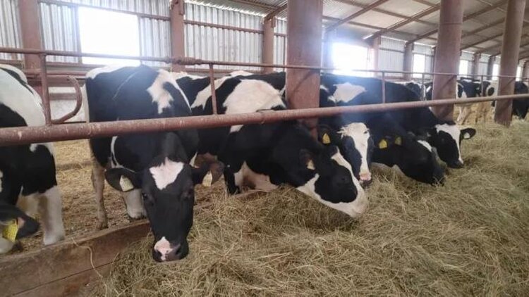 В 2026 году на генэкспертизу крупного рогатого скота в Башкортостане выделят свыше 8 млн рублей - фото