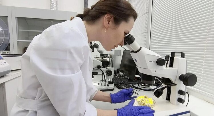 3 тонны лекарственного бессмертника поставил Узбекистан в Татарстан - фото