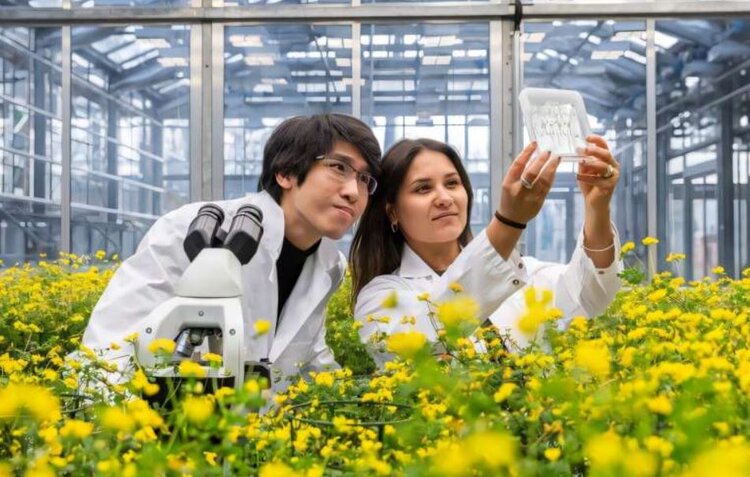 У полезных арбускулярных грибов есть молекулярные отмычки для колонизации корней растений - фото