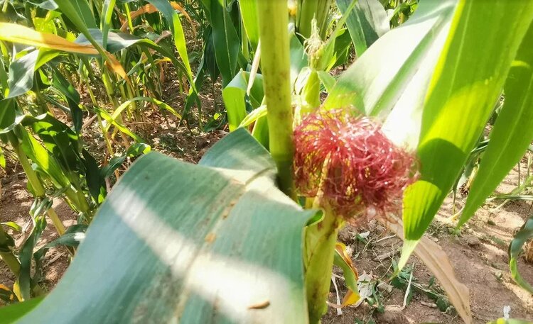 В кормах для скота по-прежнему полно микотоксинов - фото