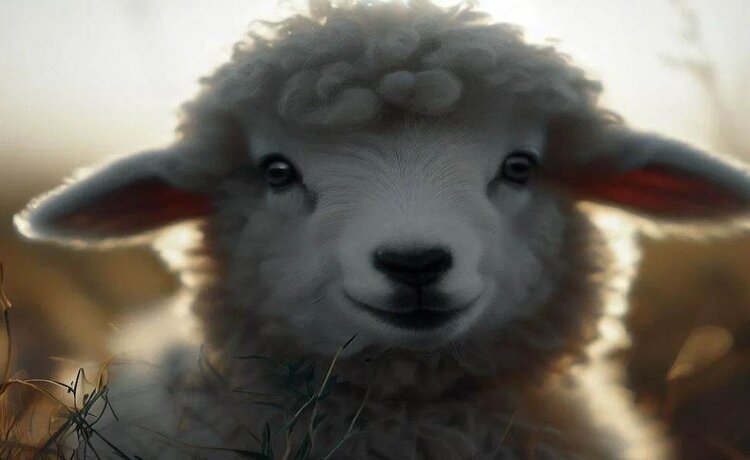 В Тыве активизируют переработку овечьей шерсти и рассмотрят выход на рынок Китая - фото