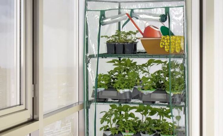 5 секретов выращивания крепких саженцев к дачному сезону - фото