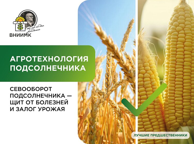 Лучших предшественников для подсолнечника назвали эксперты ВНИИМК
