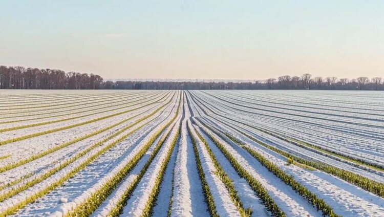 Аномальный снежный покров повысил риски выпревания для озимых 2026 в ЦФО и ПФО - фото