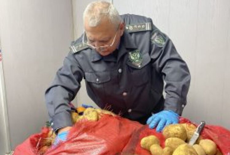 Крупную партию египетского картофеля избавили от карантинного вредителя - фото