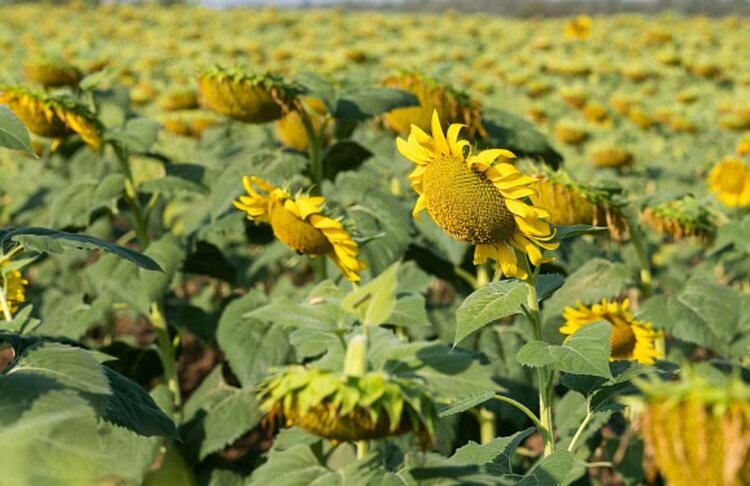 Площадь под масличными в Волгоградской области снова превысит 1 млн гектаров - фото