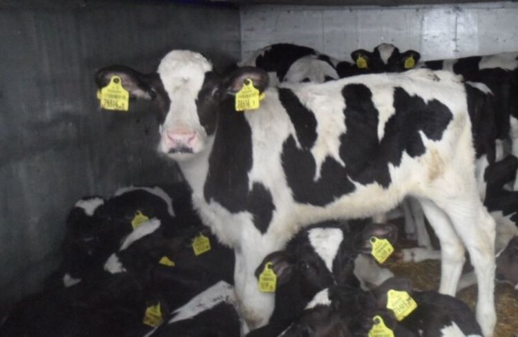 Телят из Беларуси без документов вернули обратно с территории Псковской области  - фото