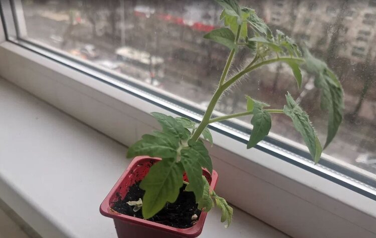 Что за желтые пятнышки на рассаде томатов - фото