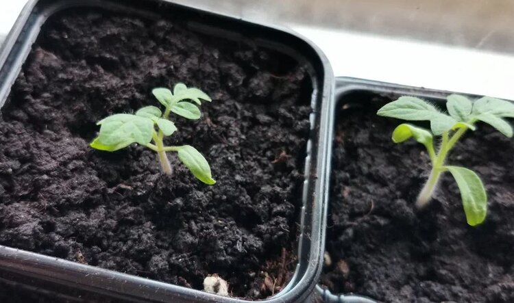 Подкормка рассады томатов в апреле для крепкого стебля: последний шанс укрепить помидоры - фото