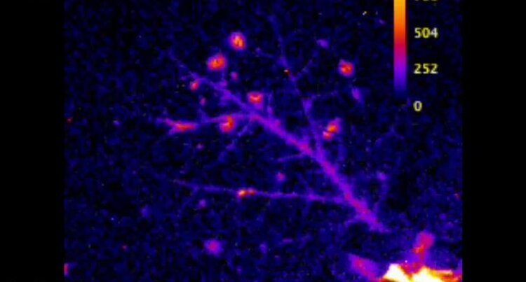 Новые биолюминесцентные растения отражают тип иммунного ответа на атаку