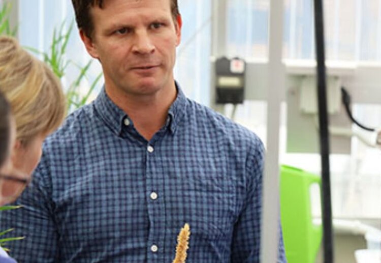 Установлен ген для селекции многозачатковой пшеницы - фото