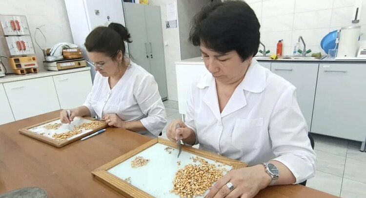 Уже больше 62 тысяч тонн зерна кормовой кукурузы проверили в Татарстане в филиале ЦОК АПК: что выявили