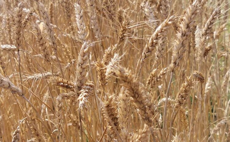 Цены на пестициды в Индии подскочат на 20-25% в текущем сезоне